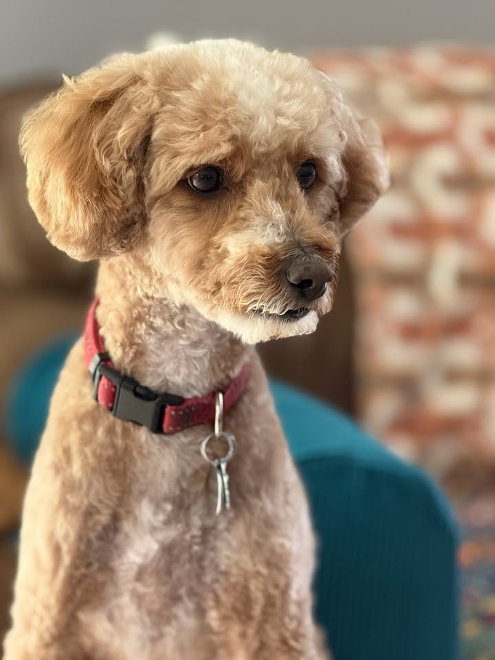 Finley modeling for pics after his groom