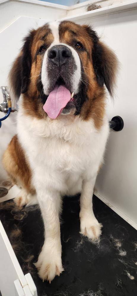 Photos from Love 4 Dogs's post