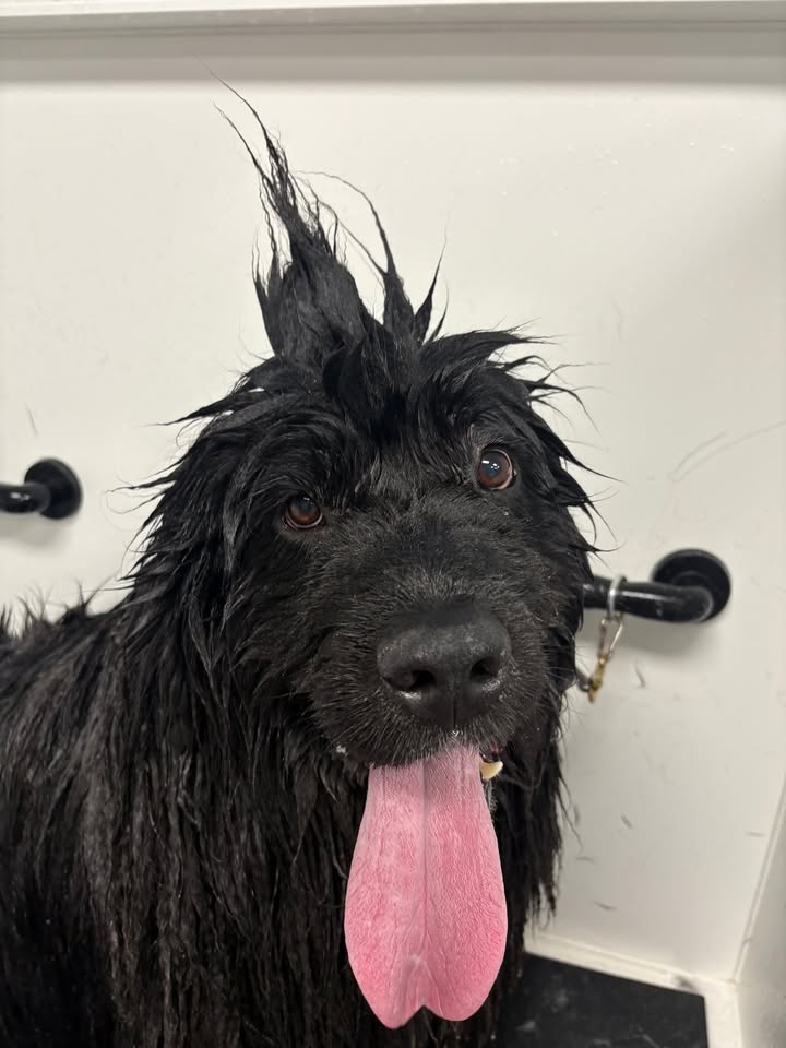 Photos from Love 4 Dogs's post
