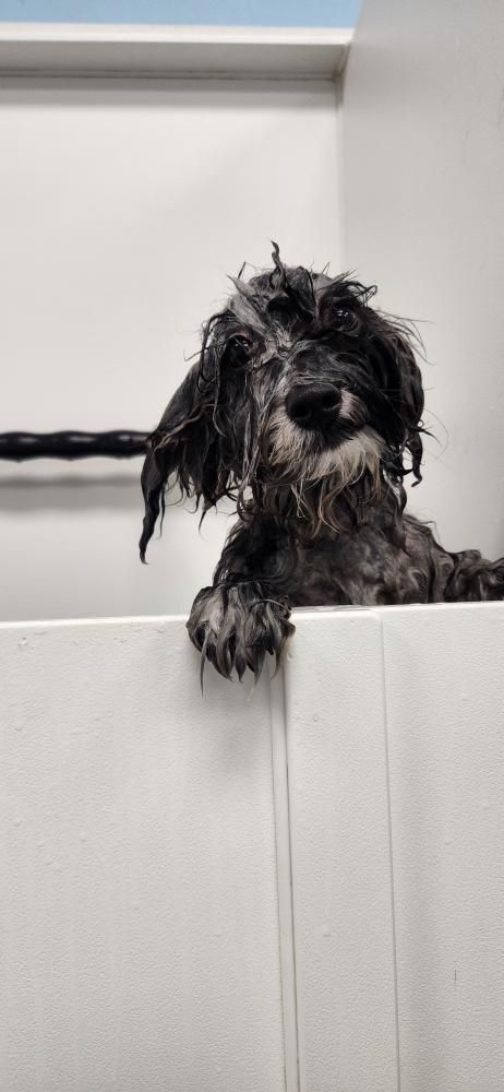 If you need a bath go to Love 4 Dogs!