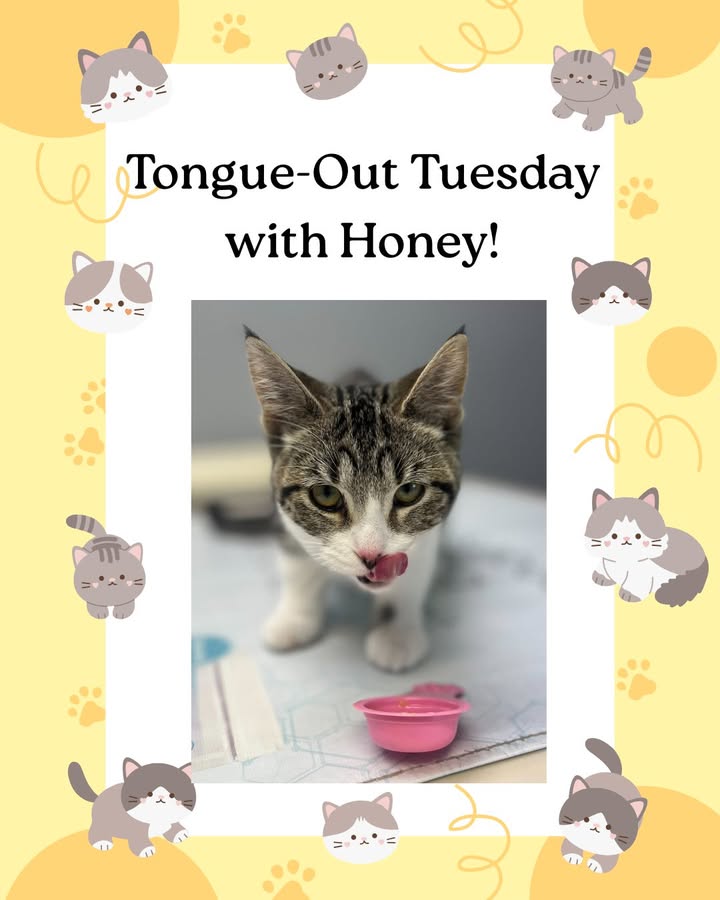 Honey couldn't get enough of the snacks at her first vet visit last month!