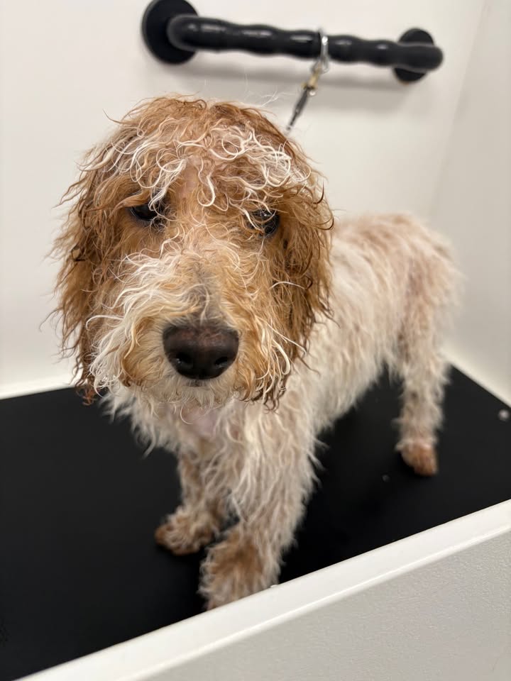 Photos from Love 4 Dogs's post