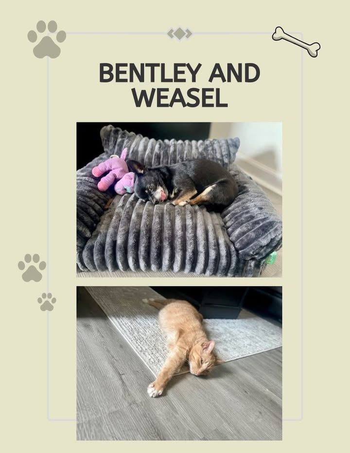 Bentley and Weasel recently saw Dr