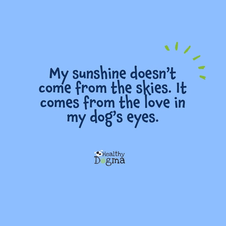☀️🐾 Nothing shines brighter than sunshine on fur and the joy in a dog’s eyes