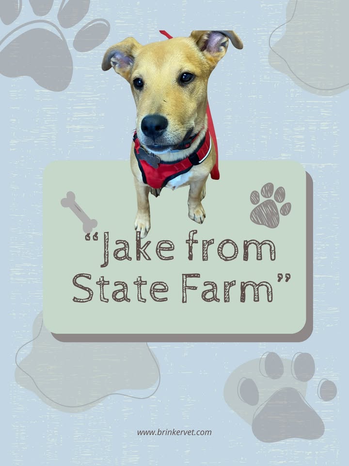 Last month we welcomed "Jake from State Farm" to our practice!