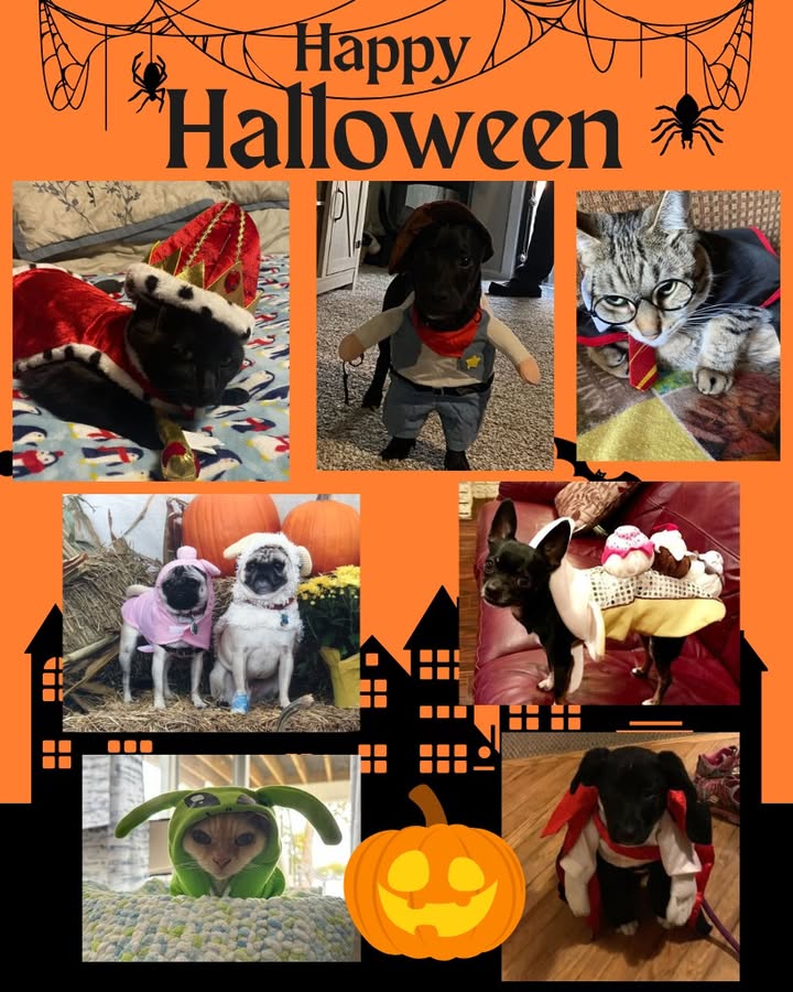 Happy Halloween from Brinker Veterinary Hospital!