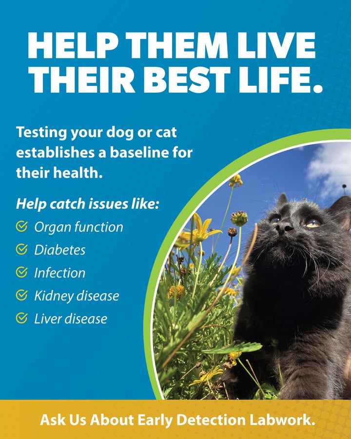 Did you know that early detection lab work can help identify kidney disease, diabetes, or liver issues before they become severe...