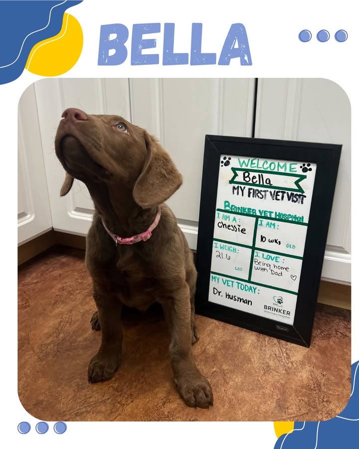 We recently saw Bella for her first exam!