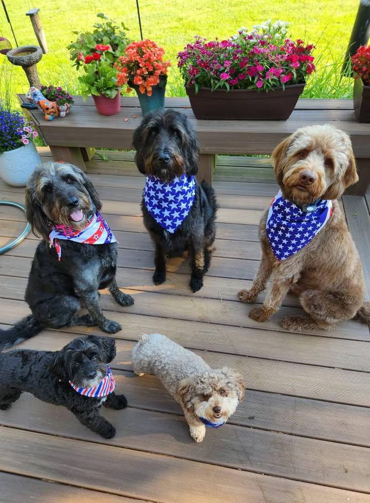 Photos from Love 4 Dogs's post