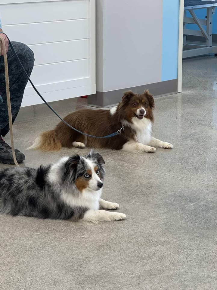 Photos from Love 4 Dogs's post