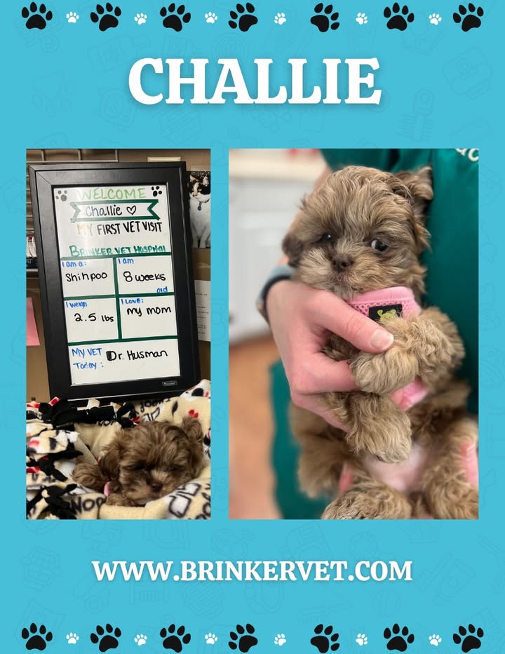Welcome to our practice, Challie (short for Challenger)!