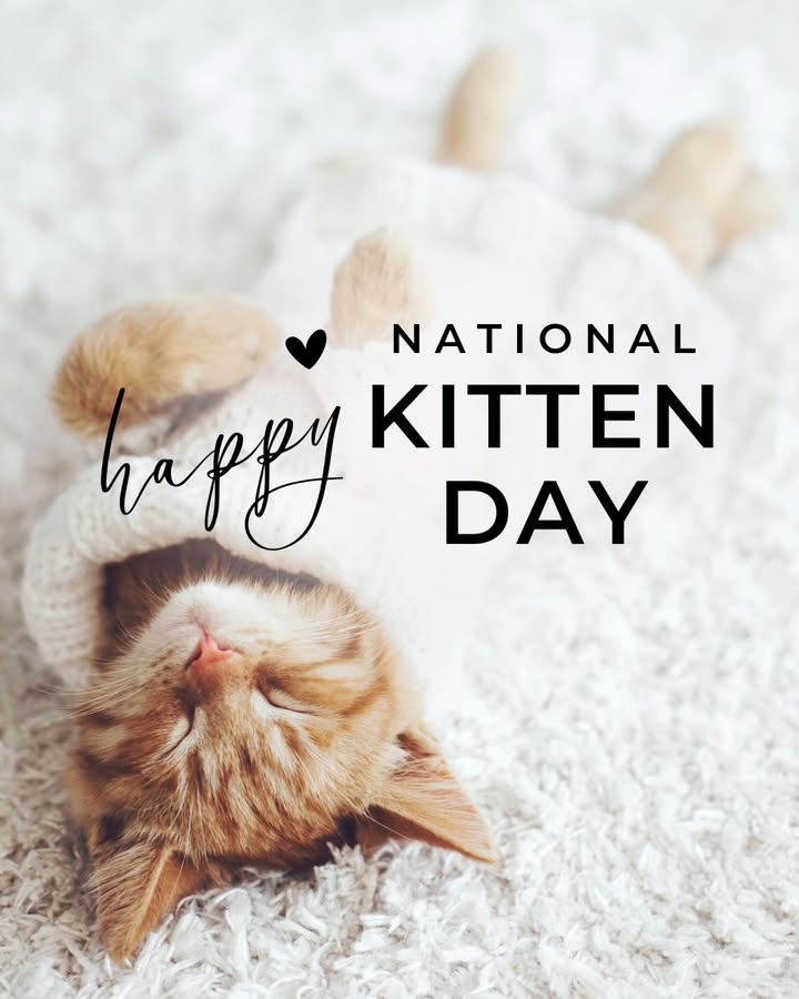 Happy #NationalKittenDay!
