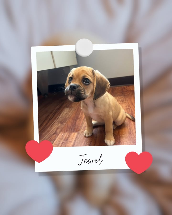 Last week we welcomed Jewel to our practice!