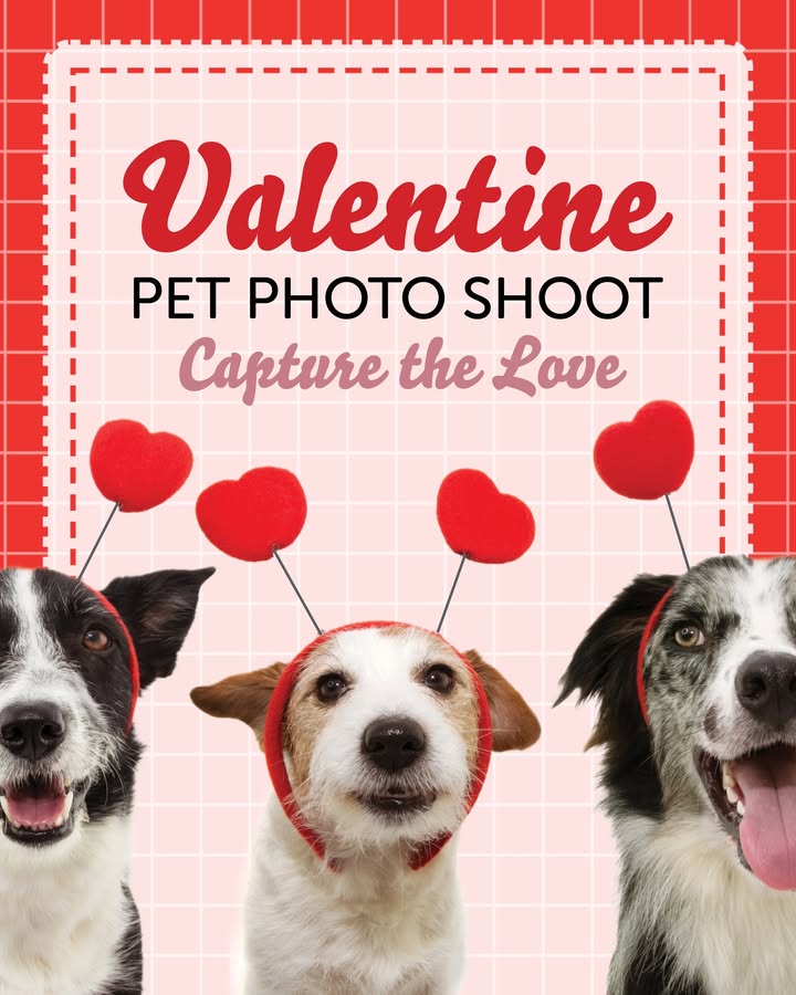 Valentine’s Day captures you’ll love fur-ever 💕 Treat your pet to a sweet Valentine’s moment with photographs by Mello & Friends