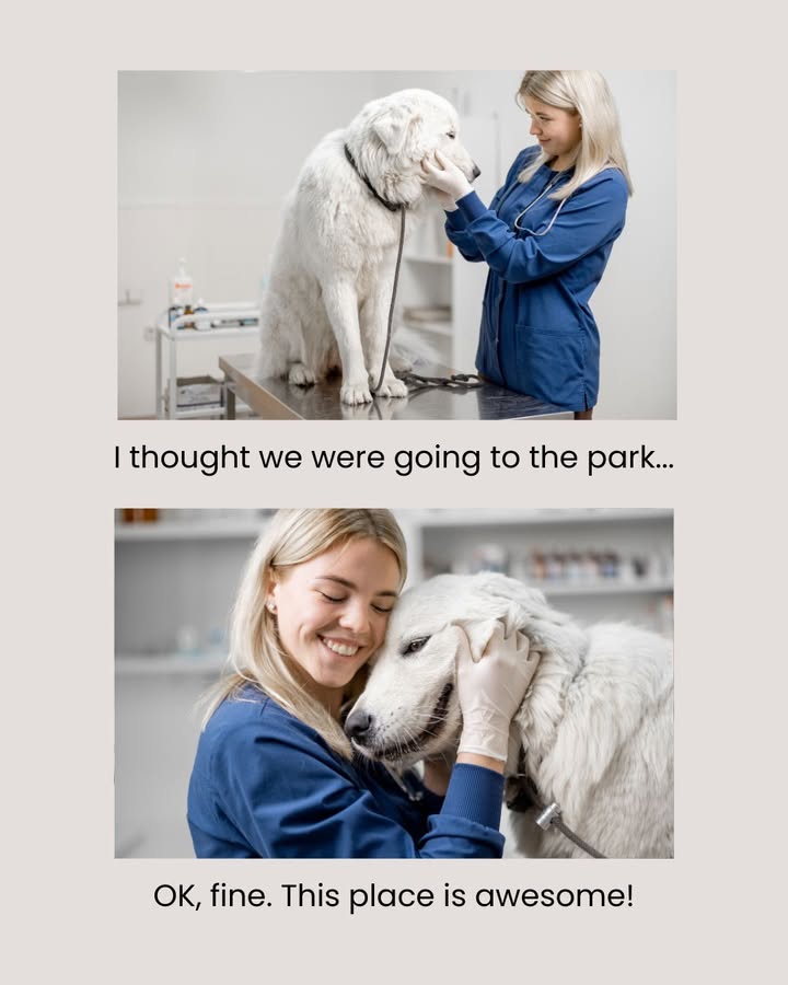 We're always ready to love on your pet! ❤️