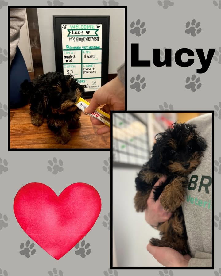 We got to see the tiniest, cutest little ball of fluff when Lucy came to see Dr