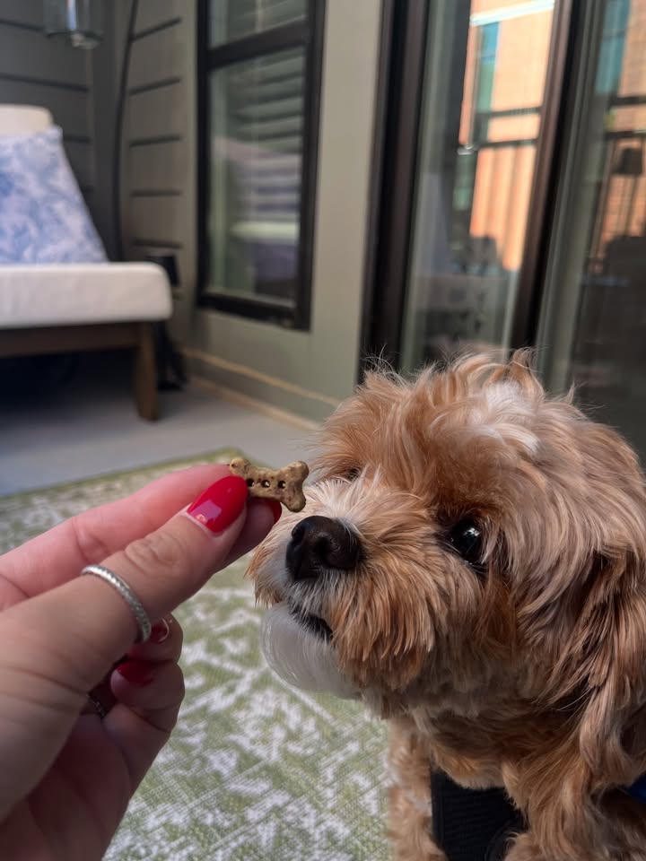 Photos from Healthy Dogma's post