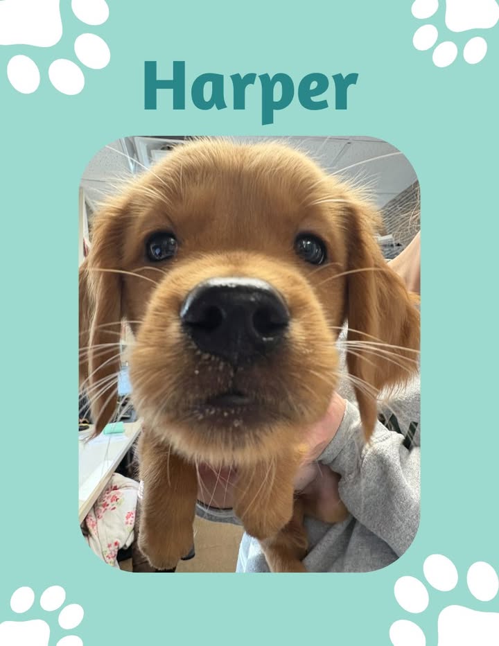 How cute is Harper's snoot!