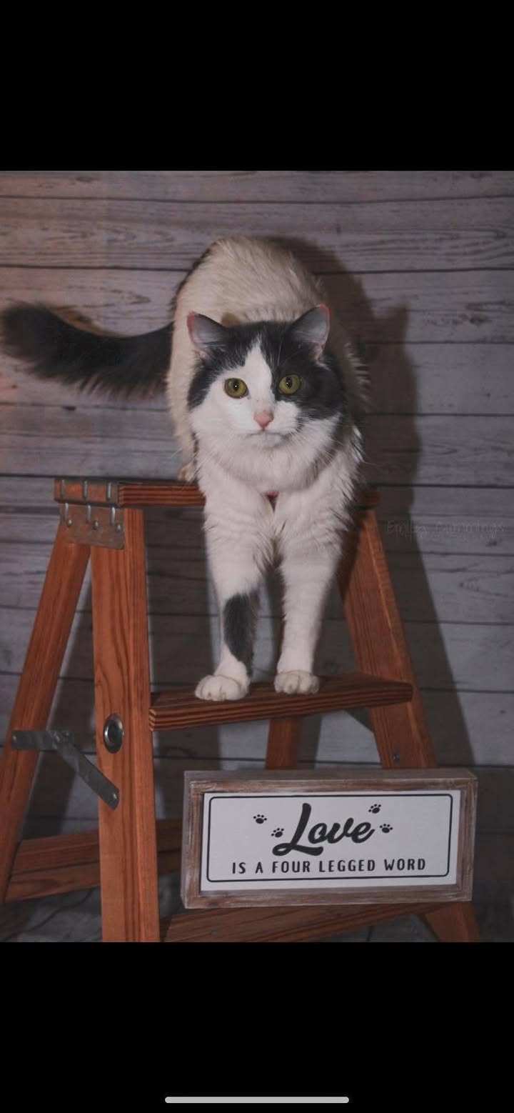 Photos from Pet Passages - Lake Orion, MI Dignified Pet Cremation's post