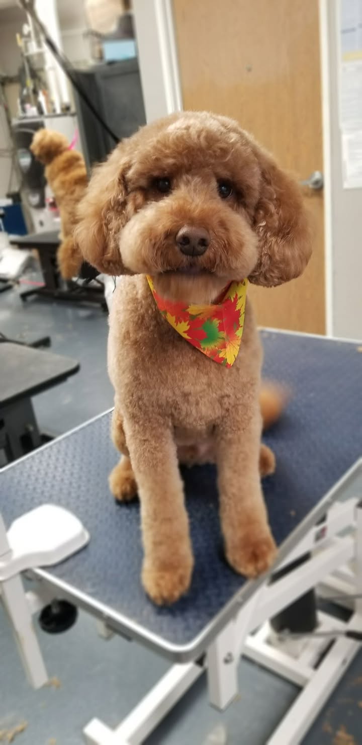 Hi! I'm CUTE! ❤️🐾