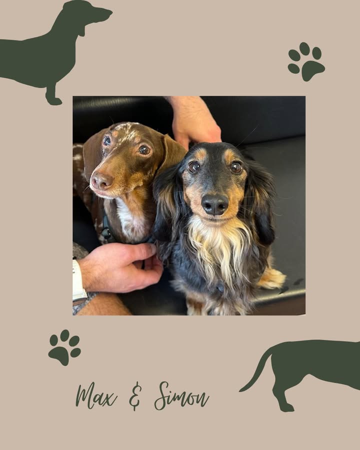 Welcome to Max and Simon, a pair of dachshunds we saw last week