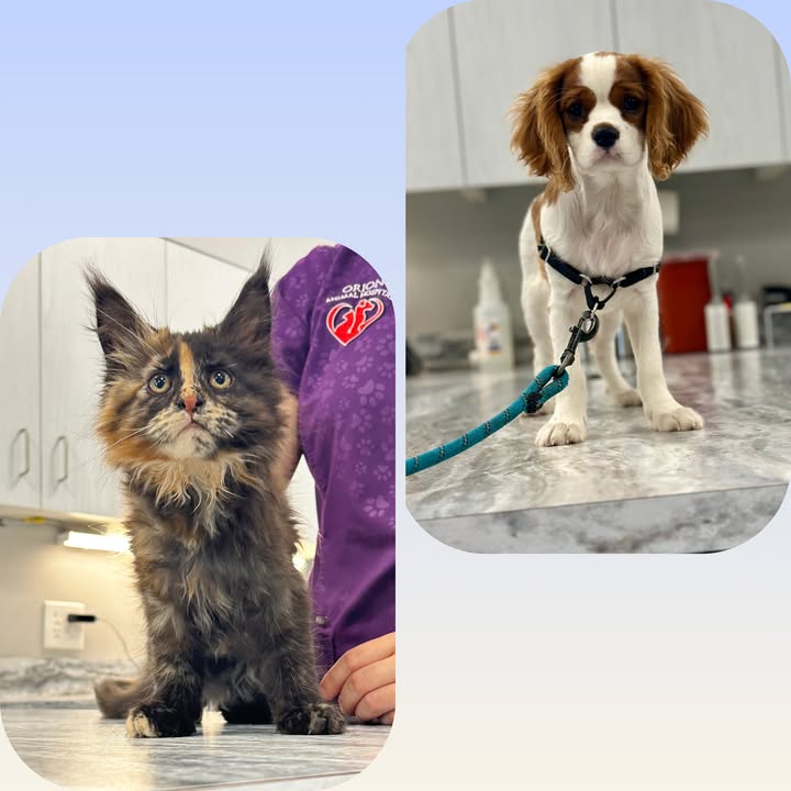 Welcome Wednesday!🐾