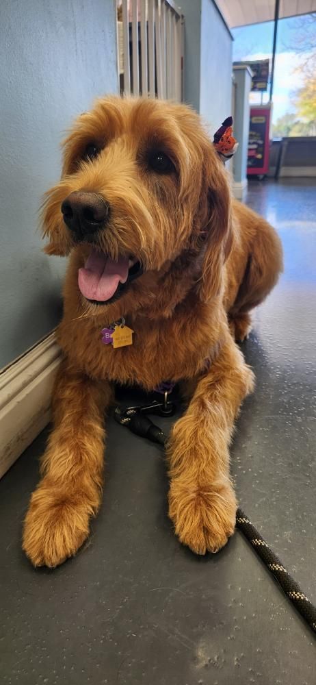 Bailey patiently waiting for Mom. ❤️🐾