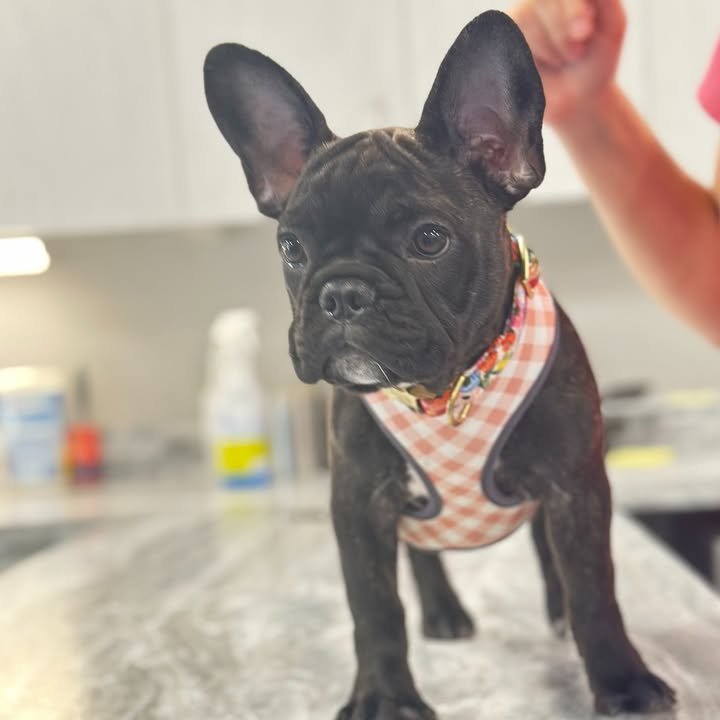 New puppy,  new adventures!