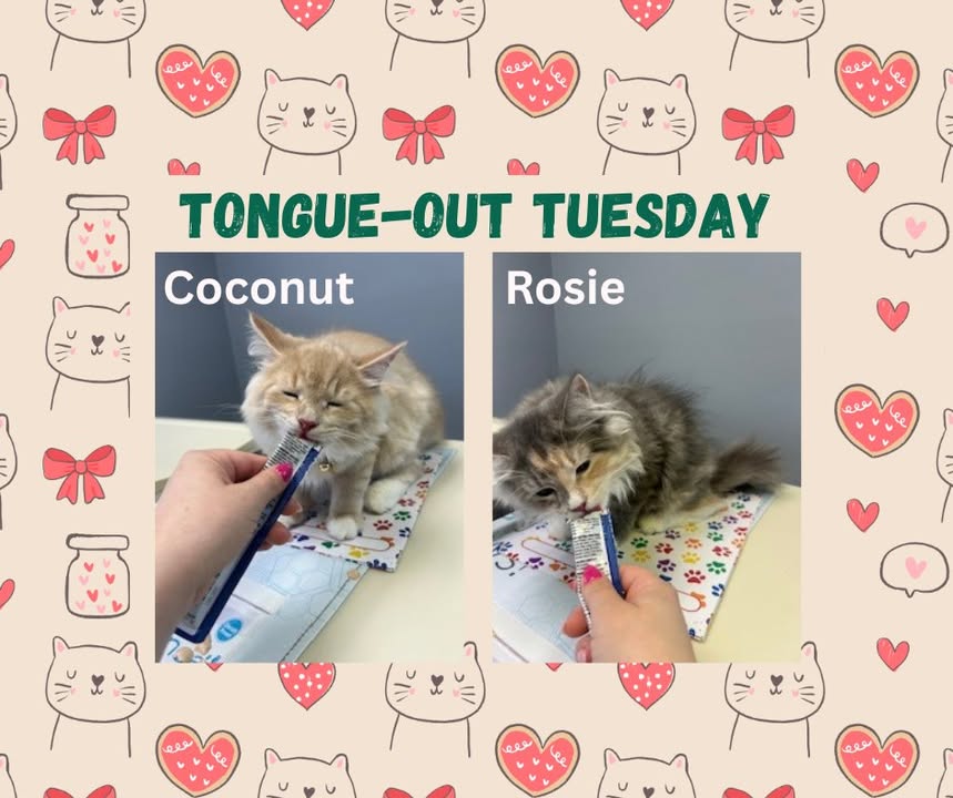 For today's Tongue-Out Tuesday we feature double trouble Coconut and Rosie!