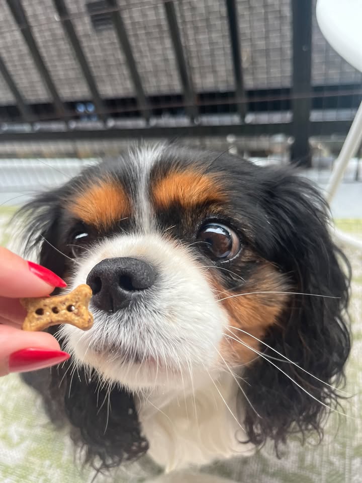 Photos from Healthy Dogma's post
