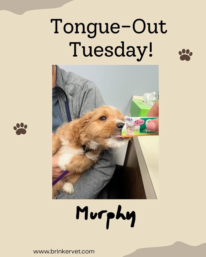 For today's "Tongue-Out Tuesday," we present Murphy!