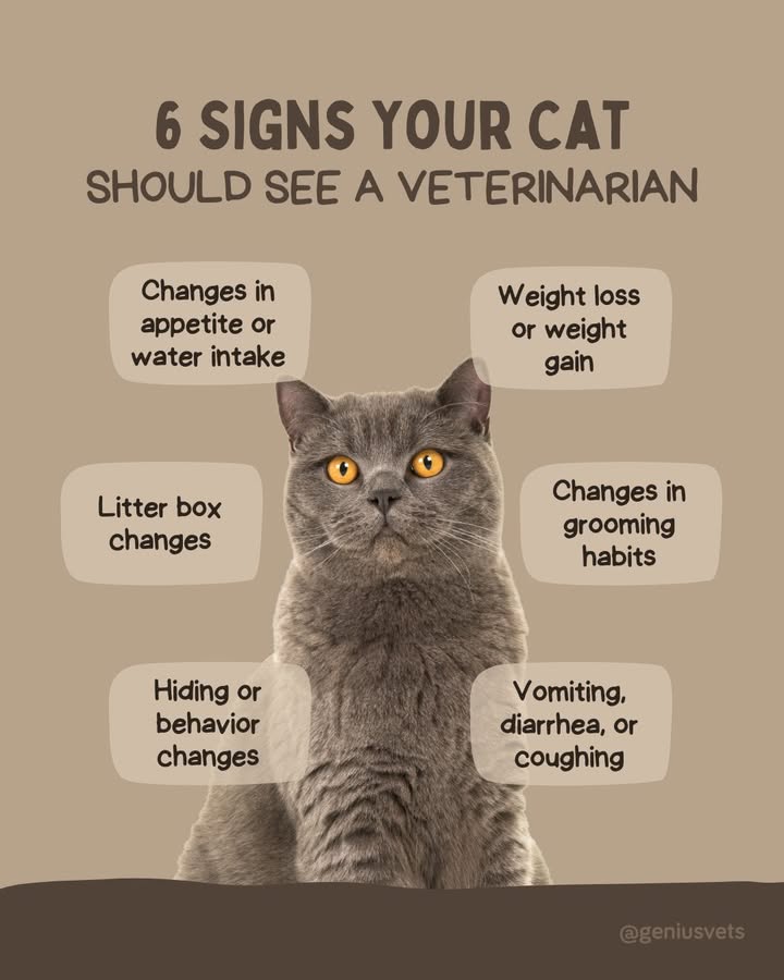 February is National Cat Health Month