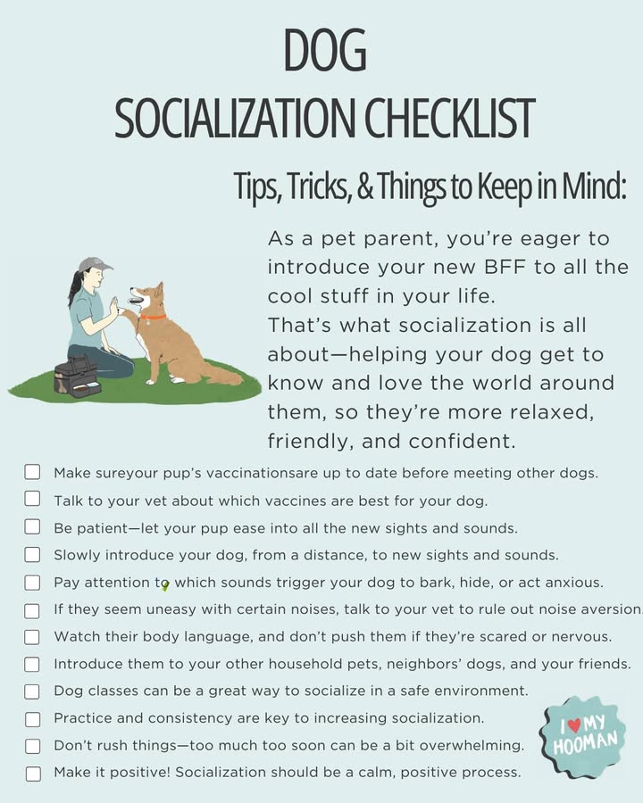 Here are some tips for socializing your dog, whether they are a new pup or already a beloved family member!