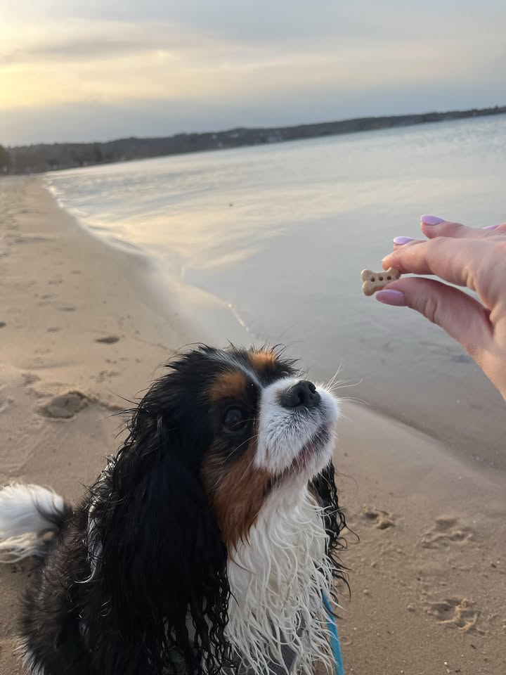 Photos from Healthy Dogma's post
