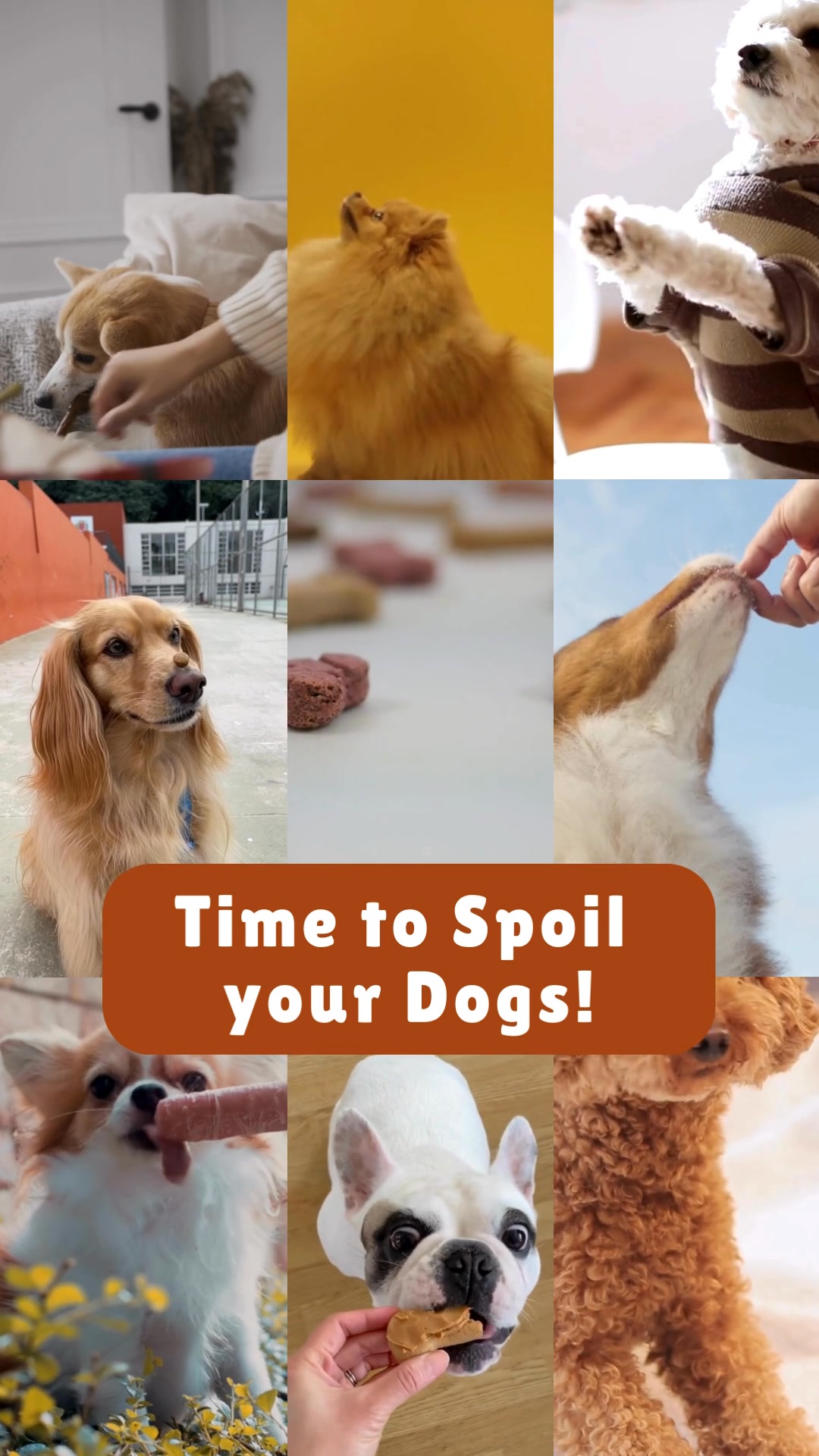 🎉 It’s National Dog Week—AKA time to spoil your dogs a little extra!