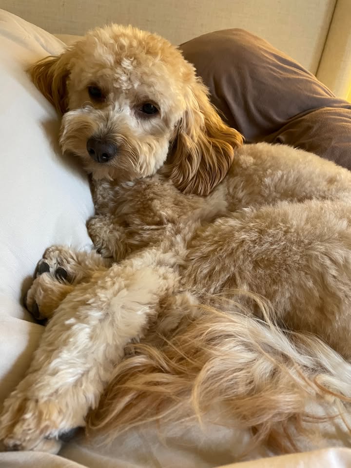 Blu is all cuddled in after his groom!