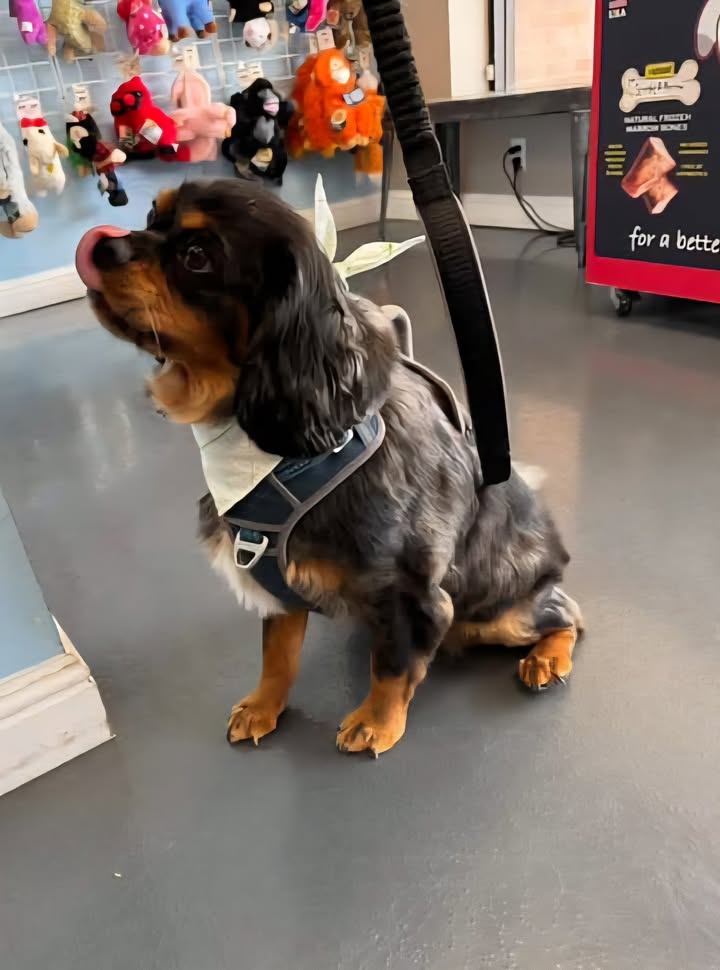 Photos from Love 4 Dogs's post