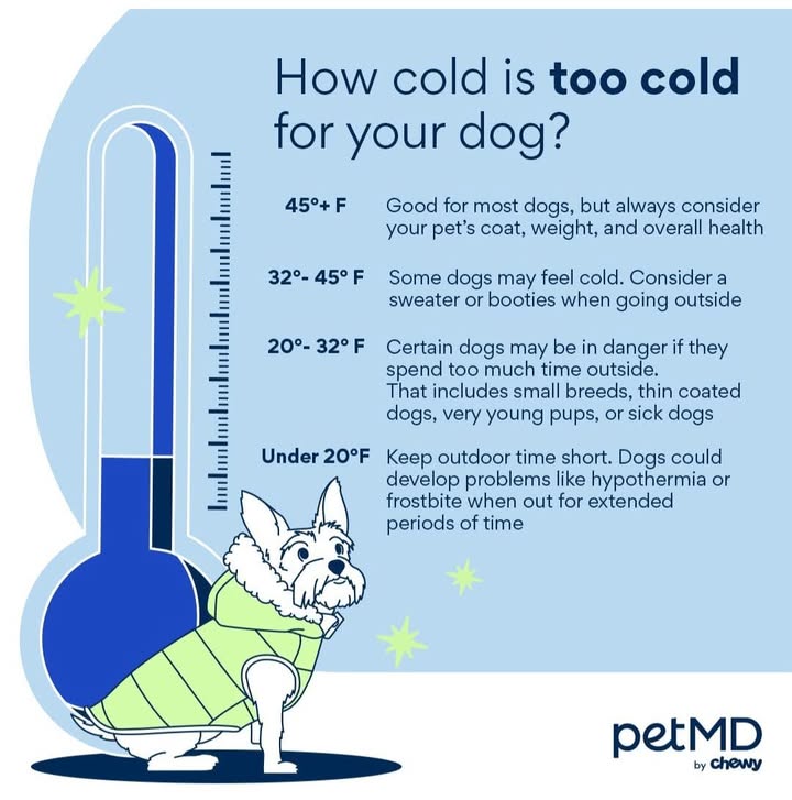How cold is too cold for our fur babies?