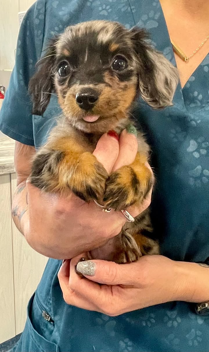 Photos from Orion Animal Hospital's post