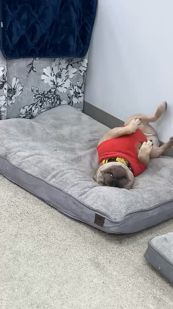 Sumo LOVES the new shop and the new bed that came with it!