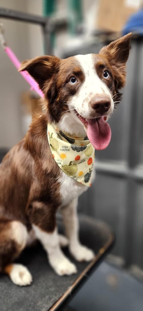 Copper is Feeling the Love at Love 4 Dogs!