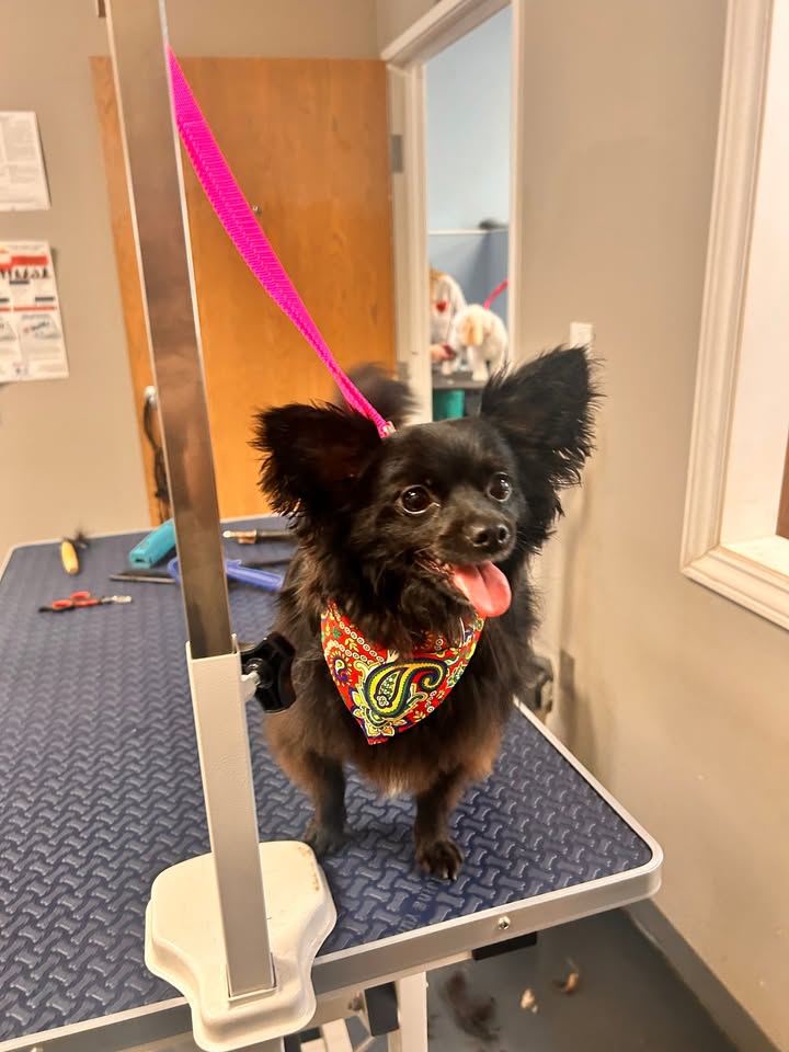Photos from Love 4 Dogs's post