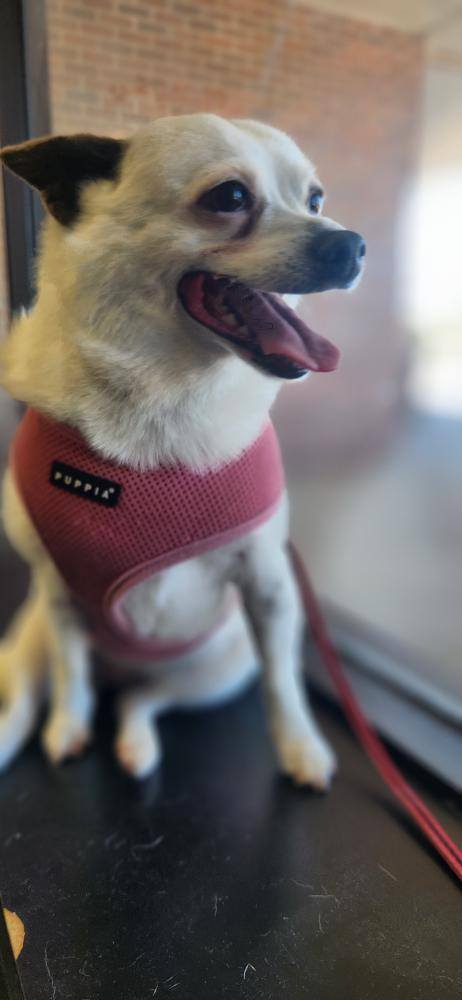 Photos from Love 4 Dogs's post