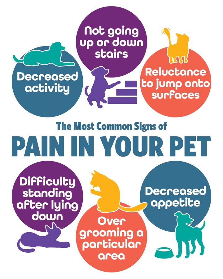 🩺 Pets are experts at hiding pain