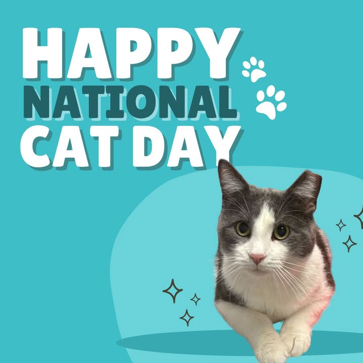 Our friend Rocko is here to wish everyone a happy National Cat Day!