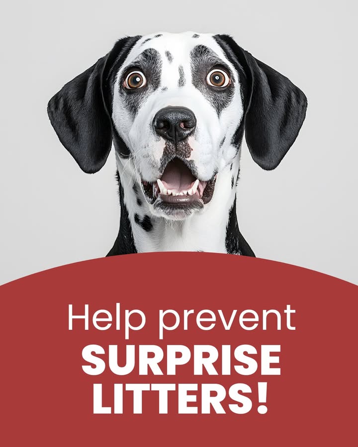 Help prevent surprise litters and health issues with a simple, loving choice