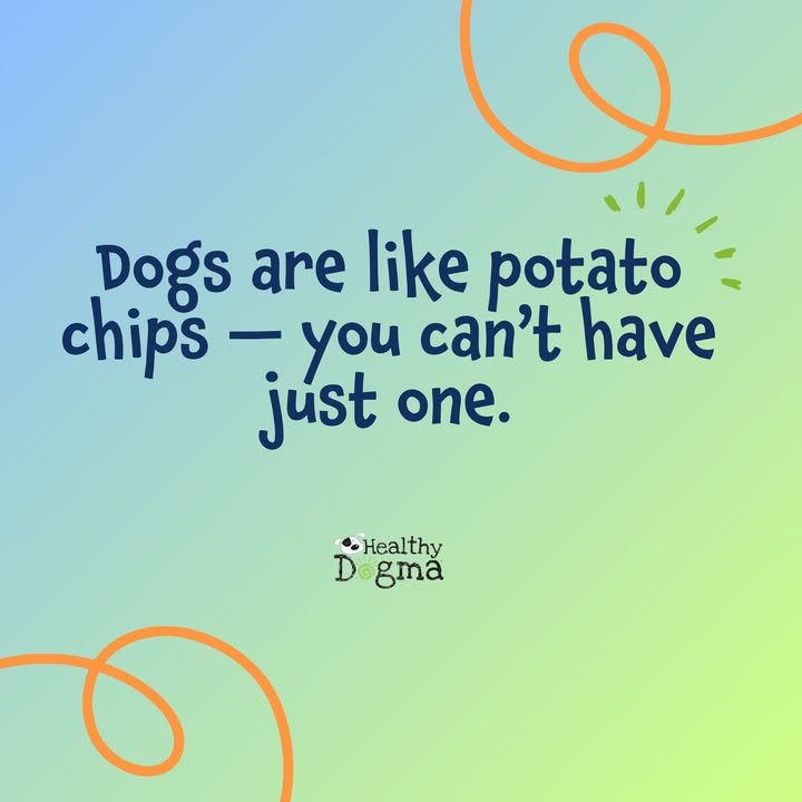 Comment if you have more than one dog 🙋‍♀️🤍