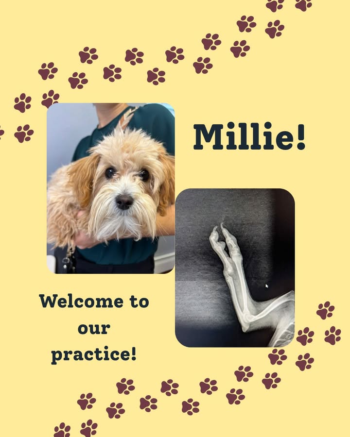 Today we welcome Millie to our practice!