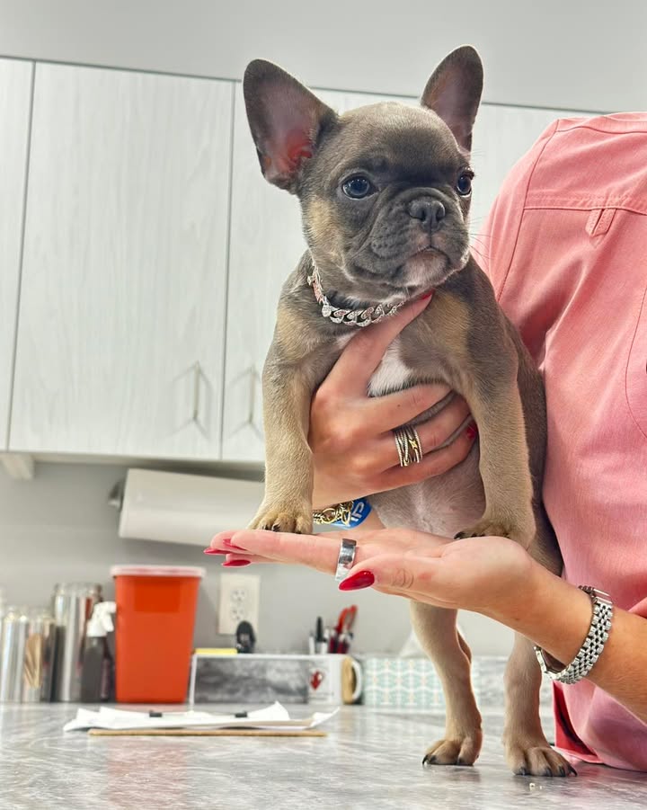 Photos from Orion Animal Hospital's post