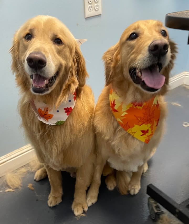 Photos from Love 4 Dogs's post